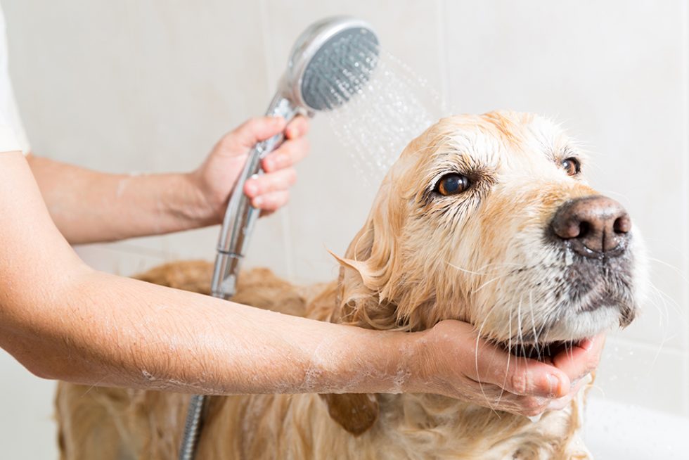 Best Super Dog Grooming of all time The ultimate guide 